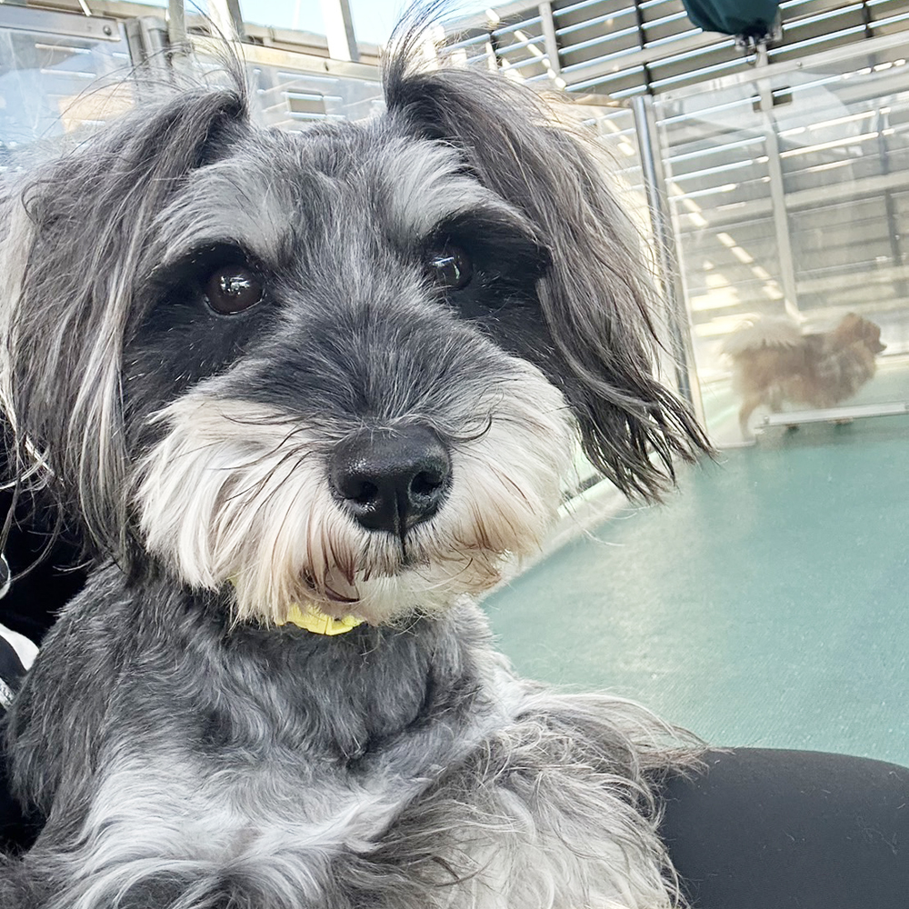 生徒が撮影したモデル犬たちの写真①